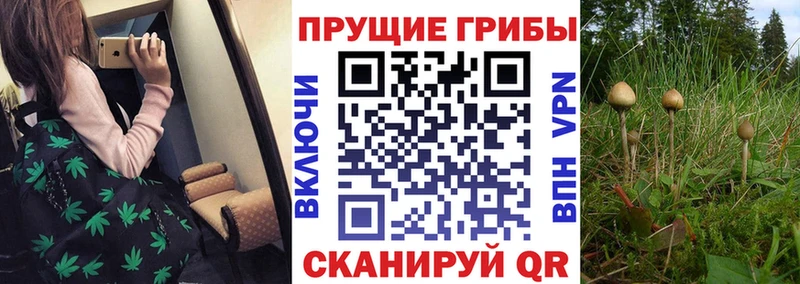 даркнет сайт  Феодосия  Галлюциногенные грибы MAGIC MUSHROOMS 